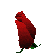 Bloomimg Red Rose gif Bloomimg Red Rose gif